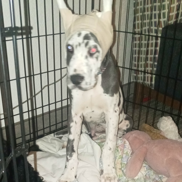 Meet your Posher, Stacey adele.... Babette (standard poodle) Nanook (Great Dane) - Picture 2 of 7
